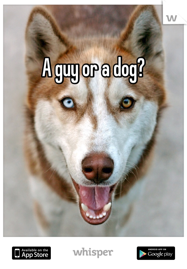 A guy or a dog?