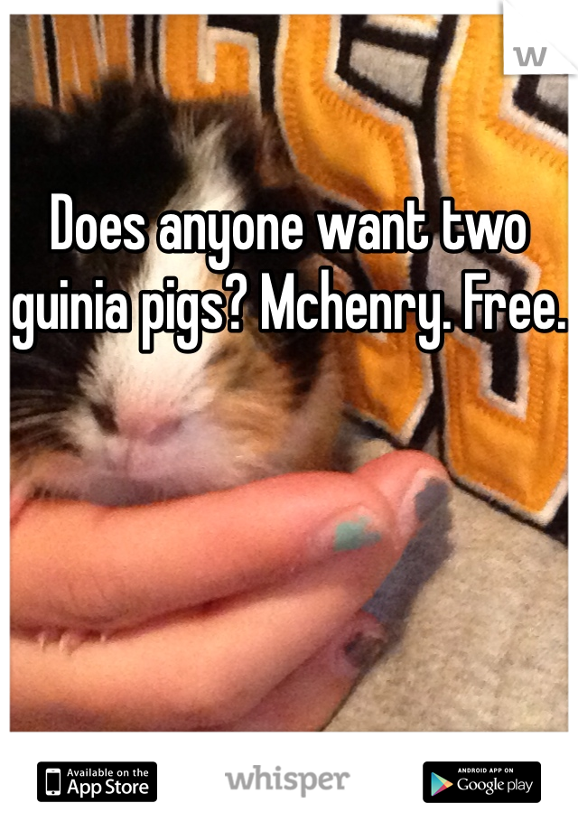 Does anyone want two guinia pigs? Mchenry. Free.
