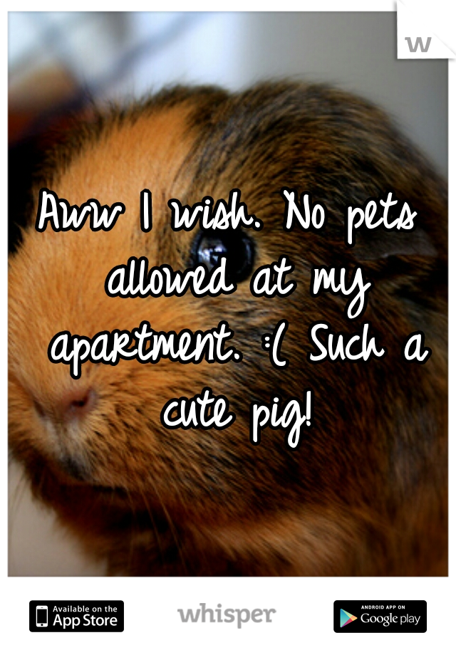 Aww I wish. No pets allowed at my apartment. :( Such a cute pig!