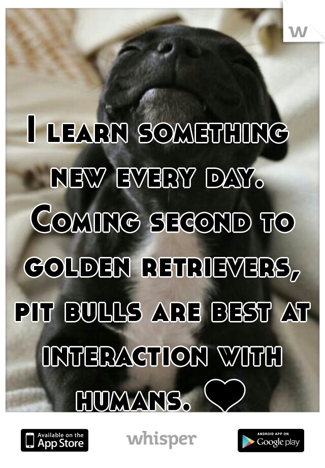 I learn something new every day.  Coming second to golden retrievers, pit bulls are best at interaction with humans. ❤