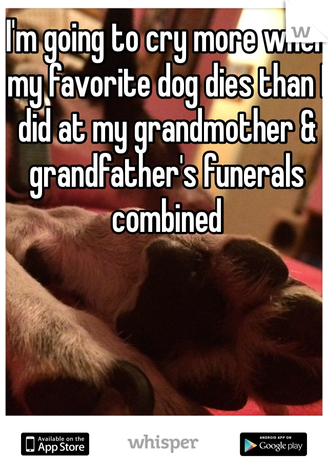 I'm going to cry more when my favorite dog dies than I did at my grandmother & grandfather's funerals combined 