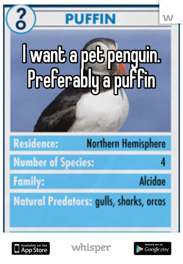 I want a pet penguin. Preferably a puffin