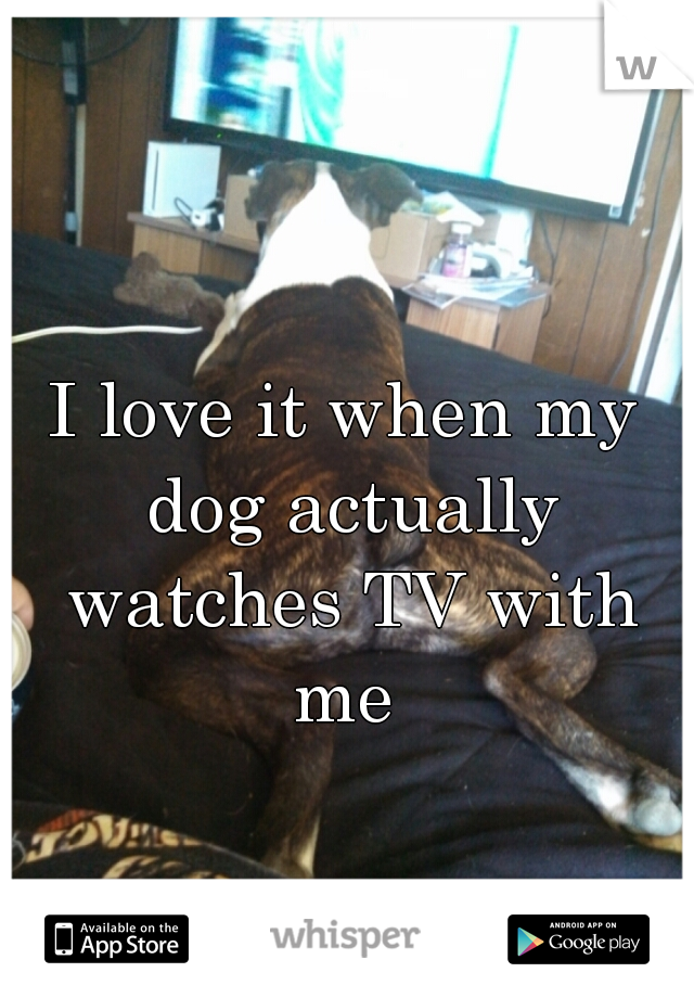 I love it when my dog actually watches TV with me 