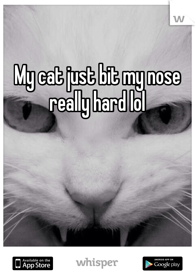 My cat just bit my nose really hard lol