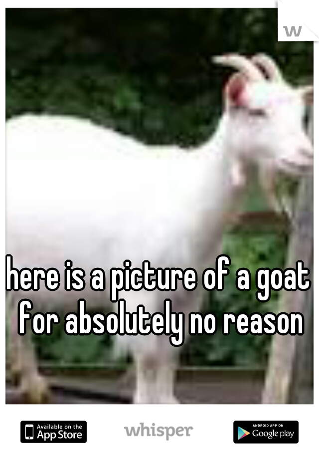 here is a picture of a goat for absolutely no reason