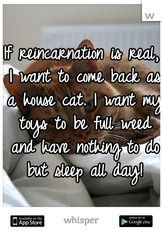 If reincarnation is real, I want to come back as a house cat. I want my toys to be full weed and have nothing to do but sleep all day!
