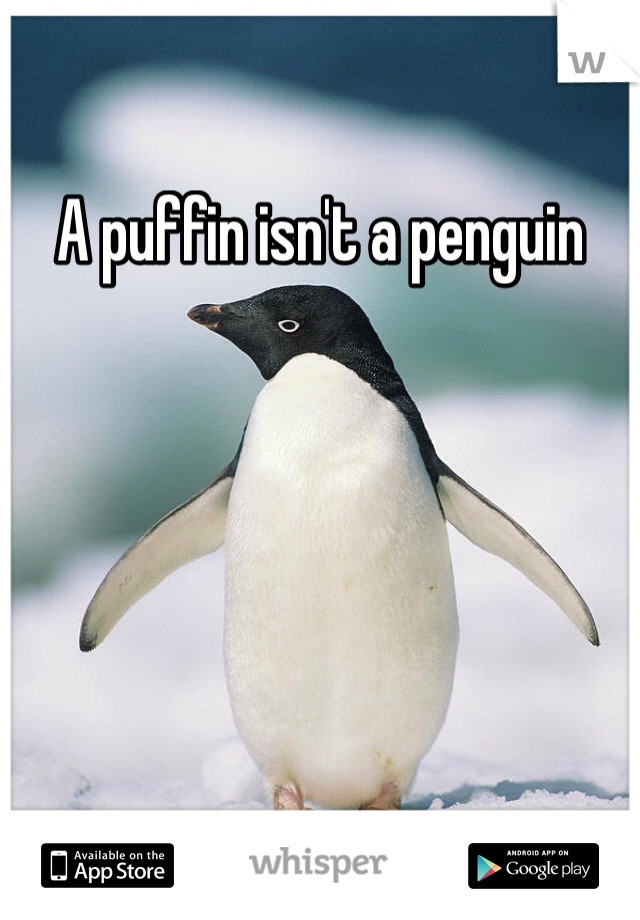 A puffin isn't a penguin