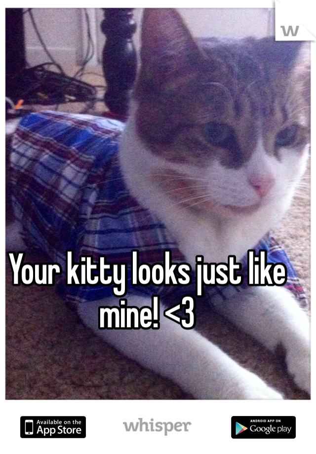 Your kitty looks just like mine! <3
