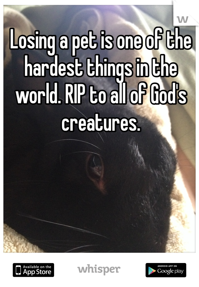 Losing a pet is one of the hardest things in the world. RIP to all of God's creatures.