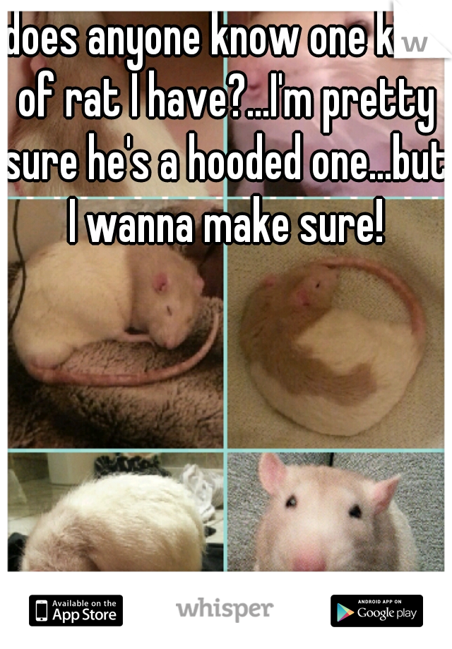 does anyone know one kind of rat I have?...I'm pretty sure he's a hooded one...but I wanna make sure!