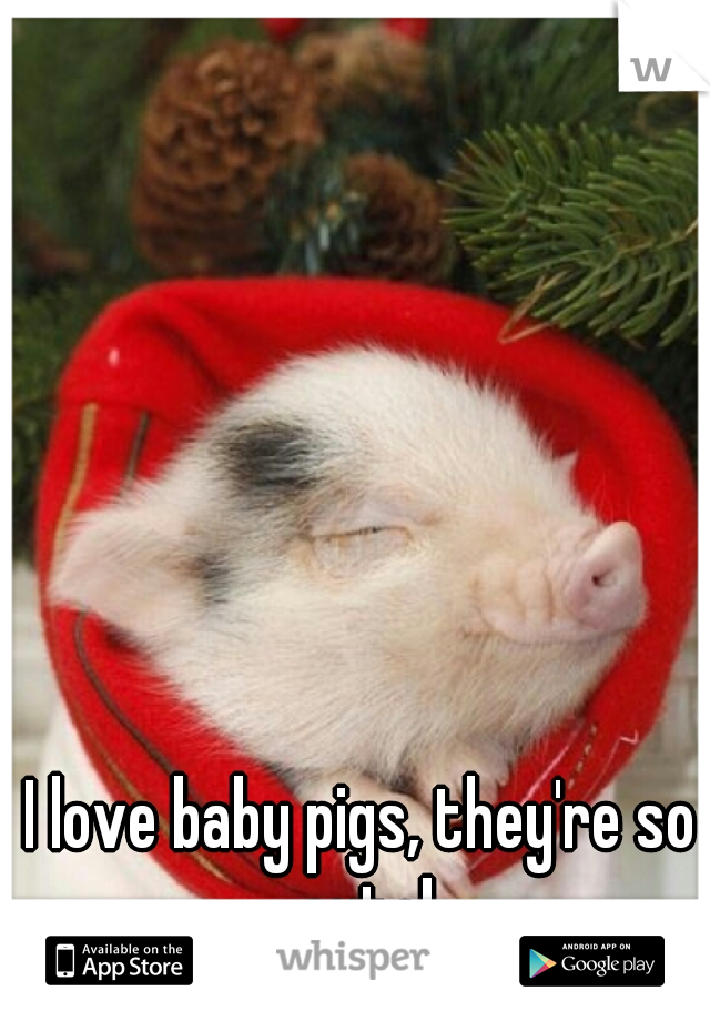 I love baby pigs, they're so cute!