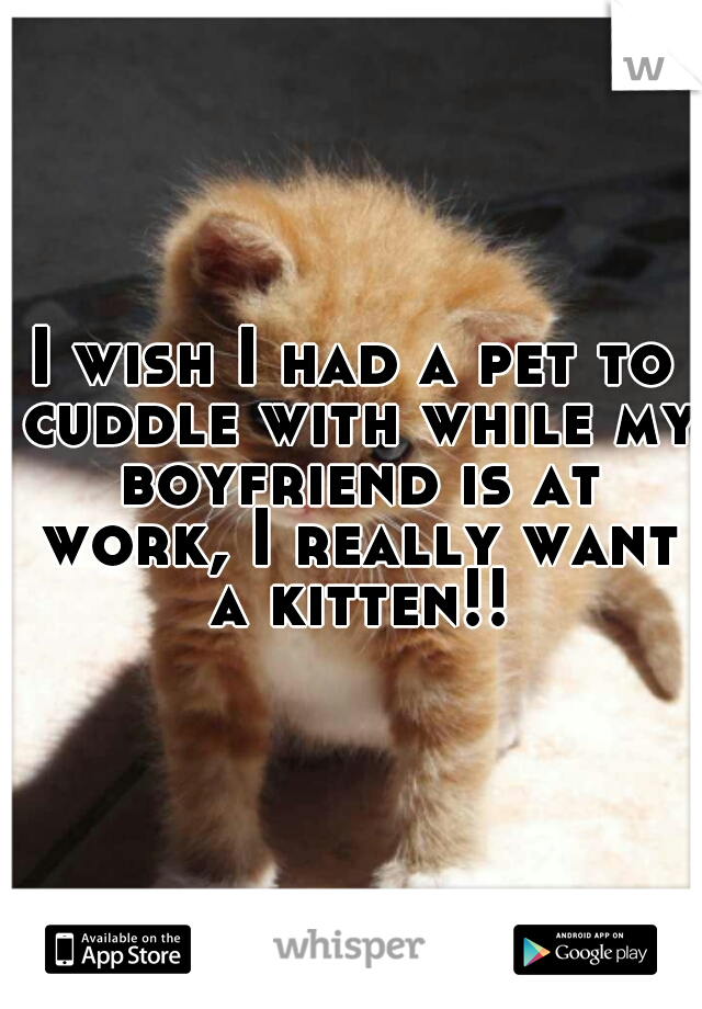 I wish I had a pet to cuddle with while my boyfriend is at work, I really want a kitten!!