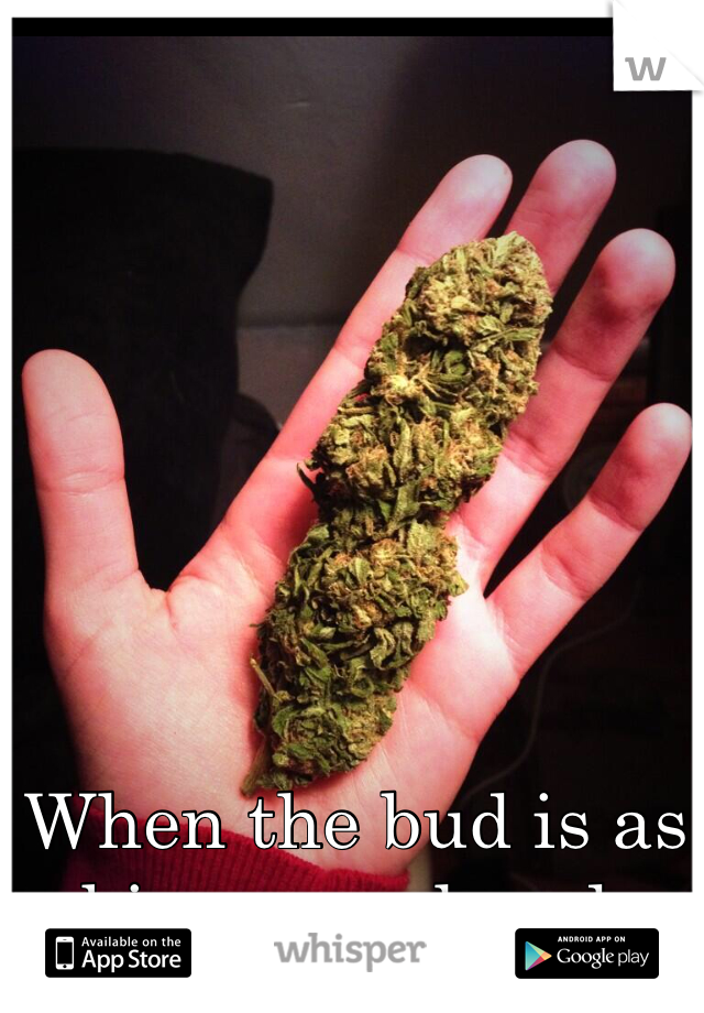 When the bud is as big as my hand. 