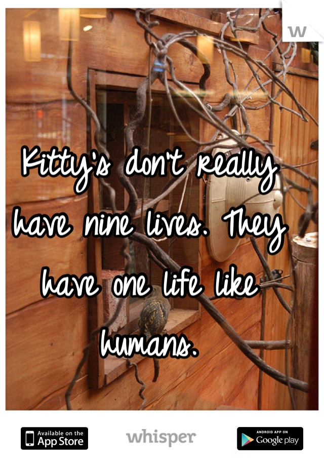 Kitty's don't really have nine lives. They have one life like humans.