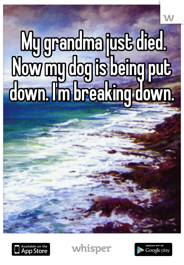  My grandma just died. Now my dog is being put down. I'm breaking down. 