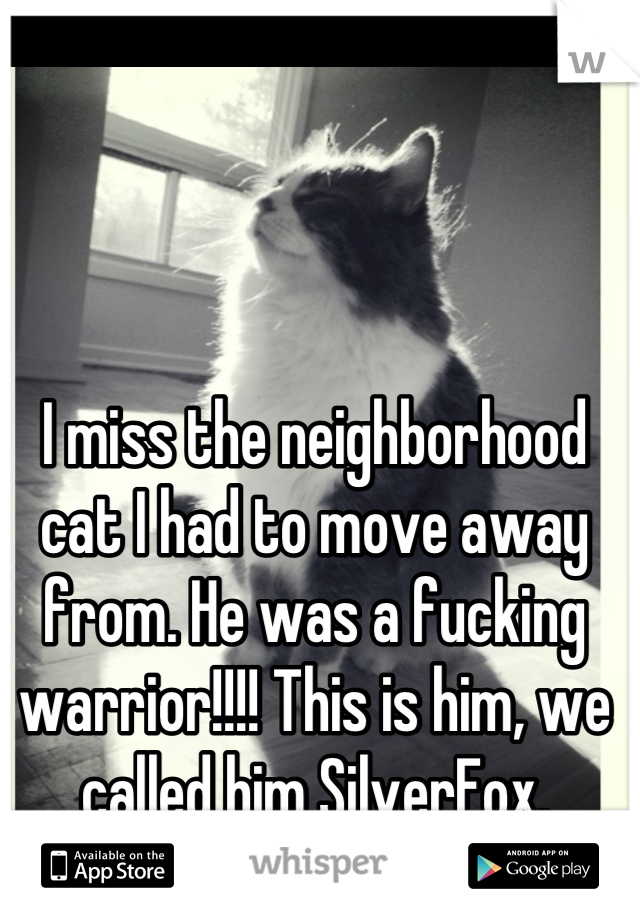 I miss the neighborhood cat I had to move away from. He was a fucking warrior!!!! This is him, we called him SilverFox.