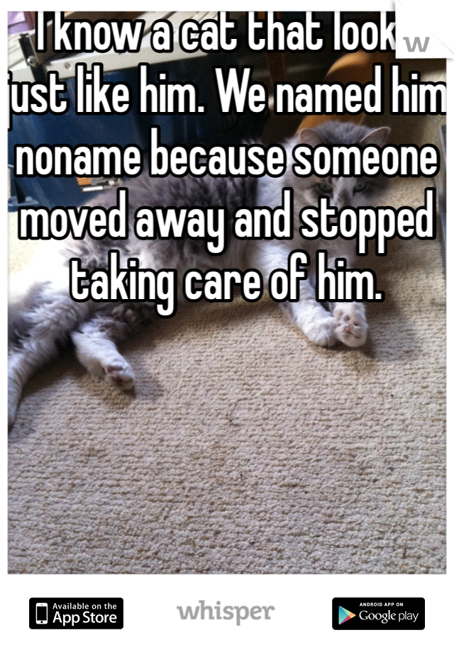 I know a cat that looks just like him. We named him noname because someone moved away and stopped taking care of him. 