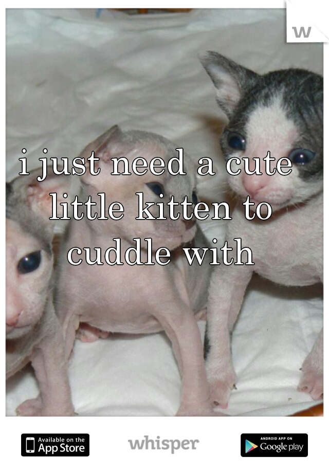 i just need a cute little kitten to cuddle with