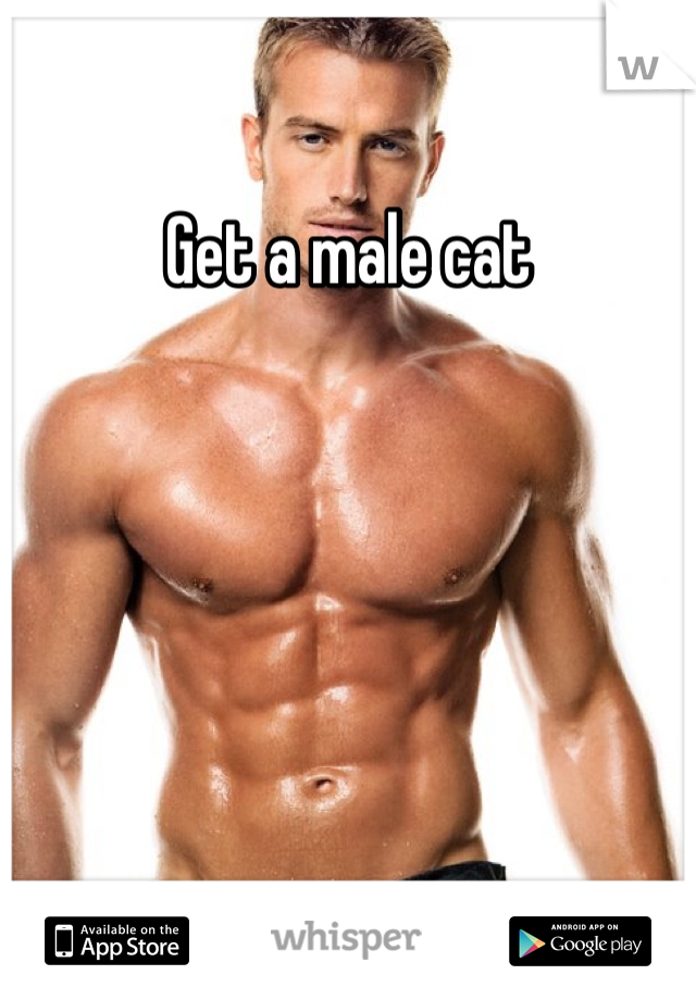 Get a male cat