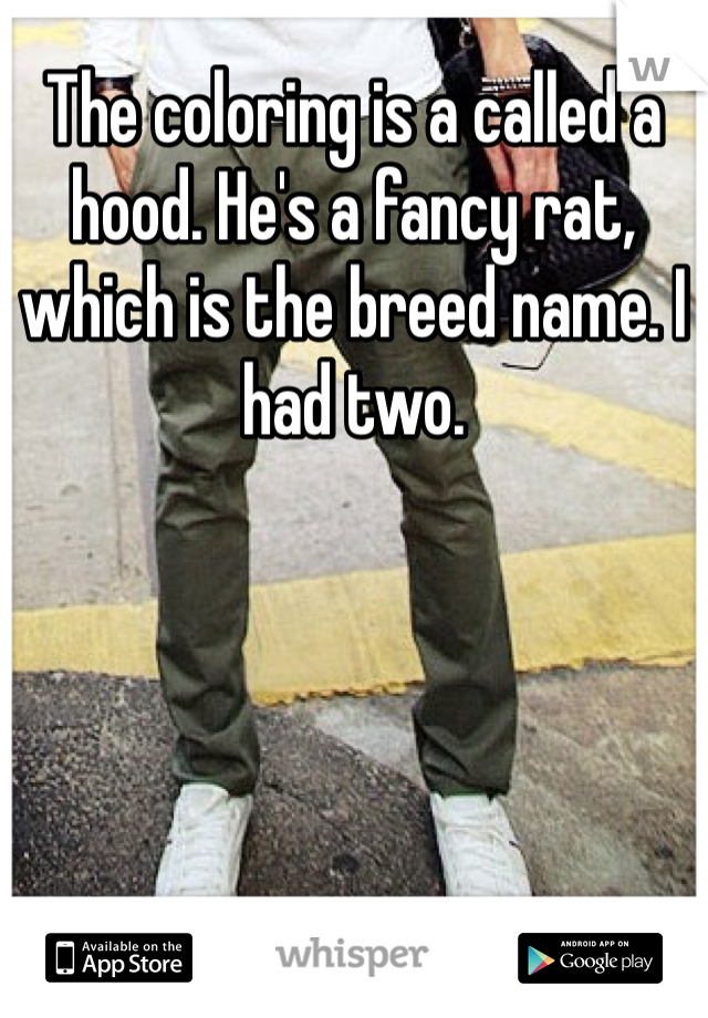 The coloring is a called a hood. He's a fancy rat, which is the breed name. I had two. 