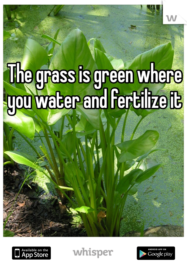 The grass is green where you water and fertilize it