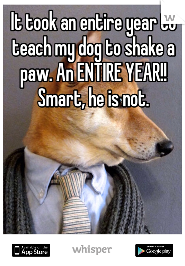 It took an entire year to teach my dog to shake a paw. An ENTIRE YEAR!! Smart, he is not. 


