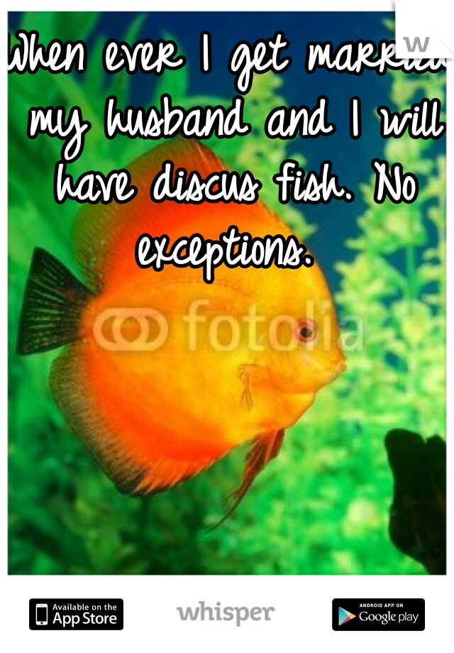 When ever I get married my husband and I will have discus fish. No exceptions. 
