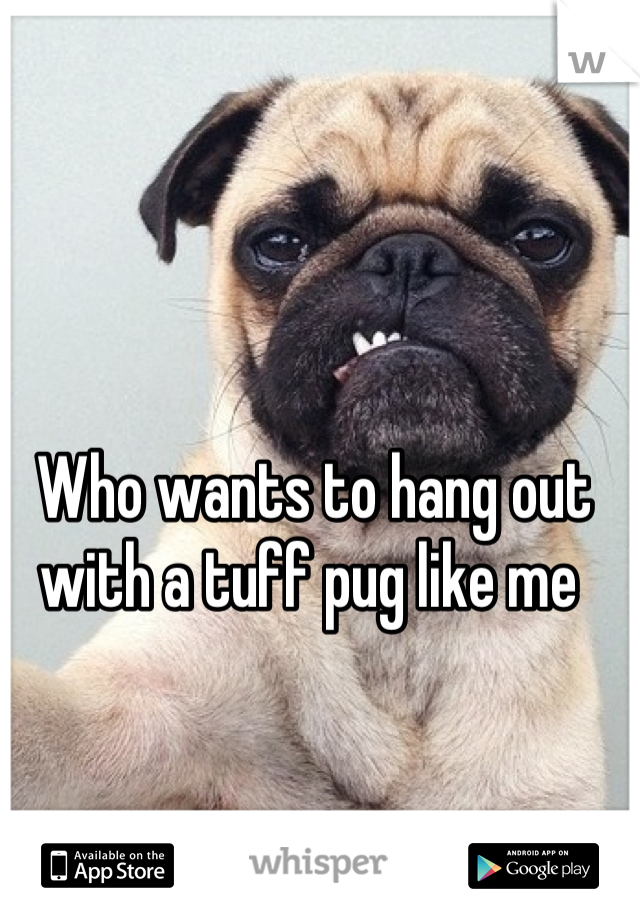 Who wants to hang out with a tuff pug like me 