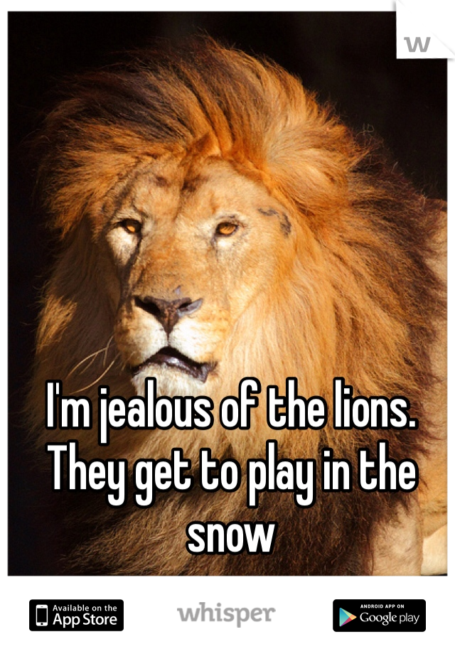 I'm jealous of the lions. They get to play in the snow