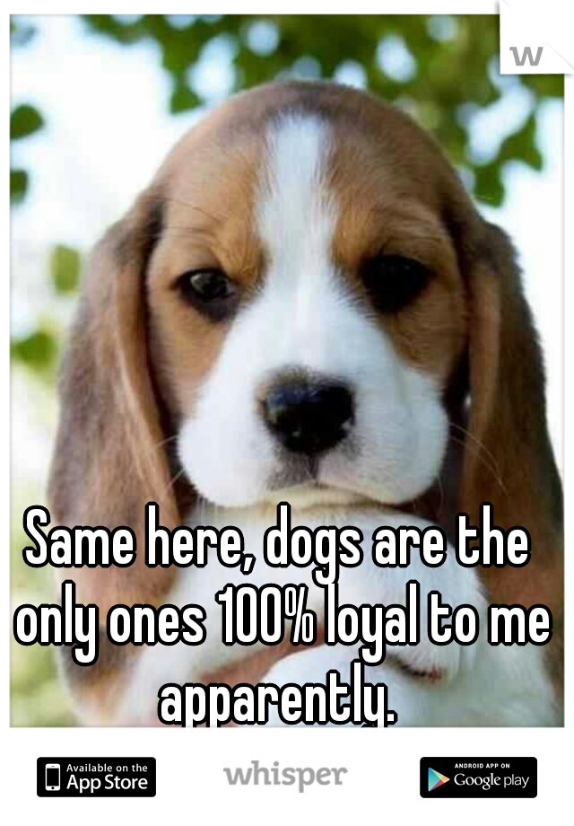Same here, dogs are the only ones 100% loyal to me apparently. 