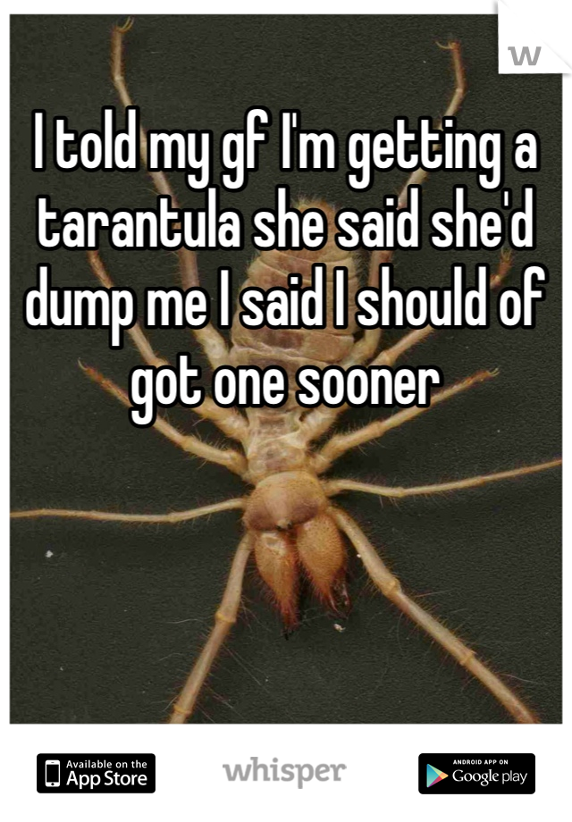 I told my gf I'm getting a tarantula she said she'd dump me I said I should of got one sooner  