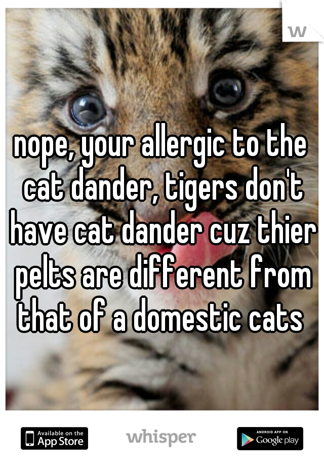 nope, your allergic to the cat dander, tigers don't have cat dander cuz thier pelts are different from that of a domestic cats 