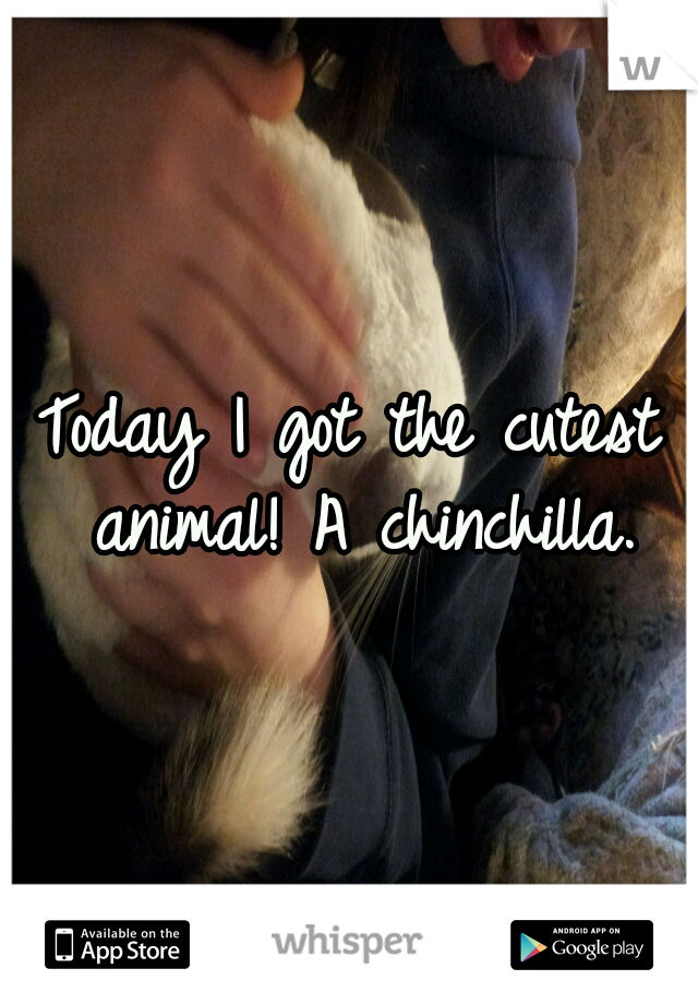 Today I got the cutest animal! A chinchilla.
