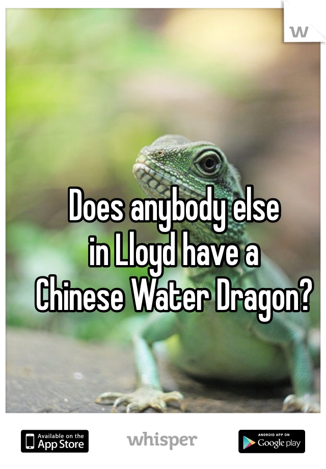 Does anybody else 
in Lloyd have a 
Chinese Water Dragon?
