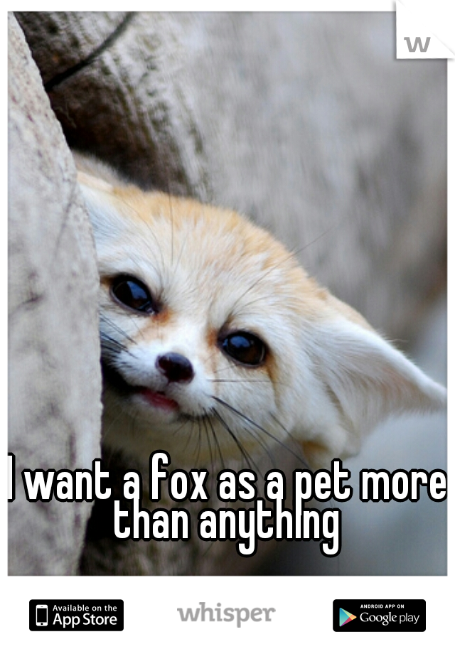 I want a fox as a pet more than anything 