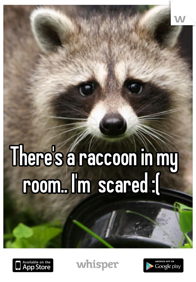 There's a raccoon in my room.. I'm  scared :( 

