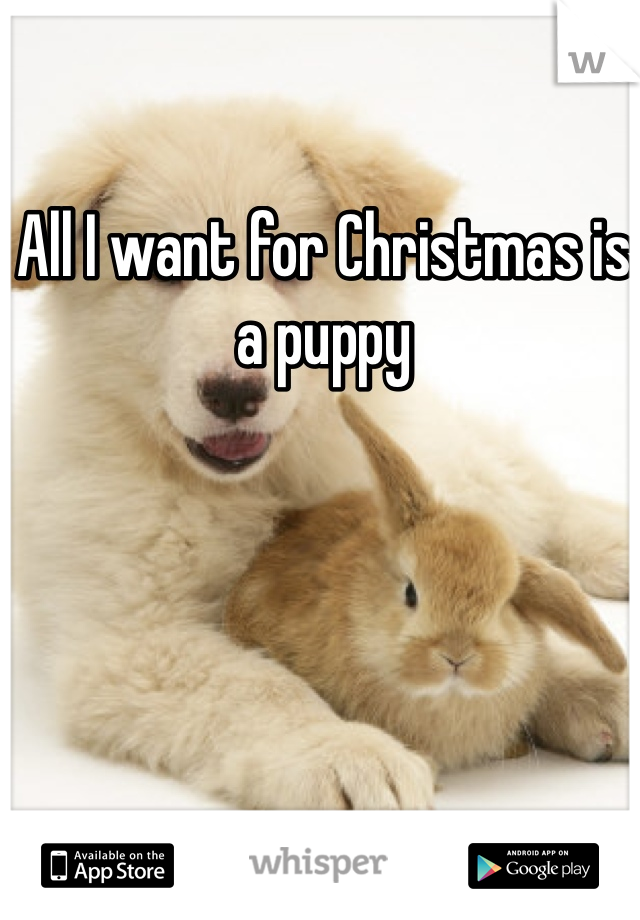 All I want for Christmas is a puppy 
