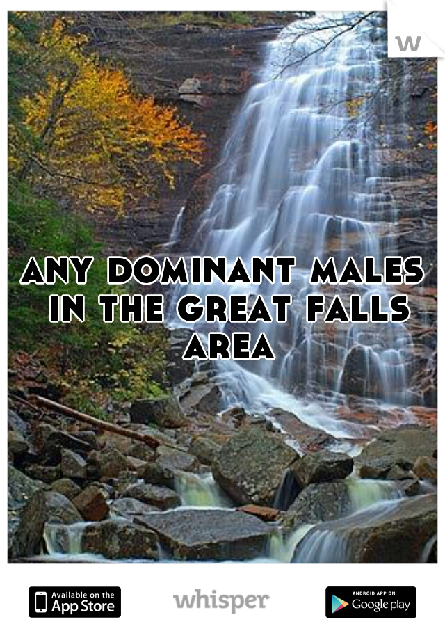 any dominant males in the great falls area