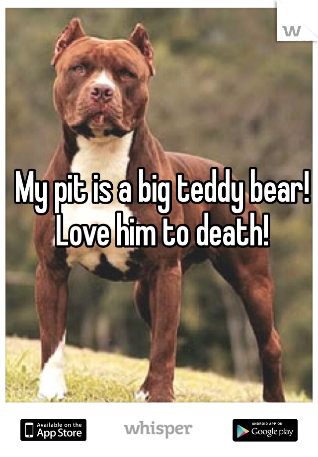 My pit is a big teddy bear! Love him to death!