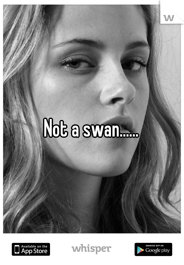 Not a swan......