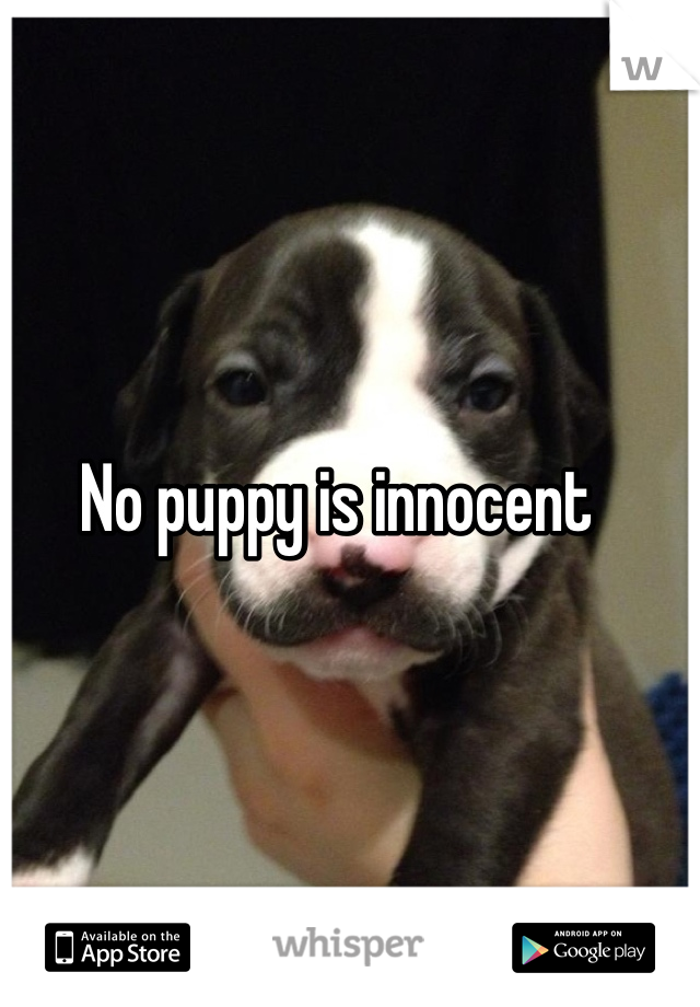 No puppy is innocent 