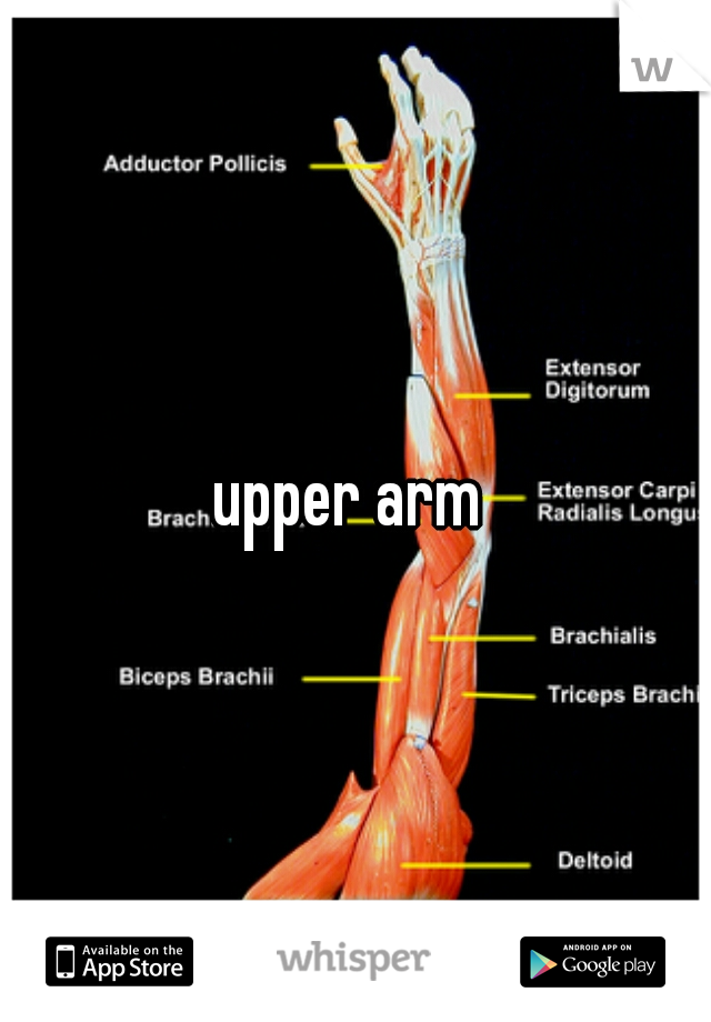 upper arm 