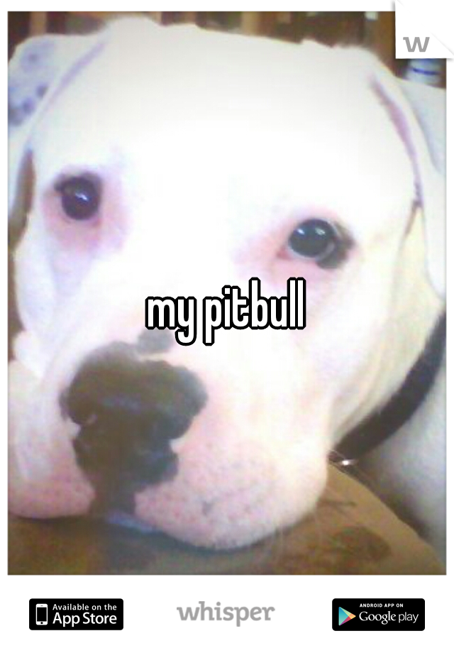 my pitbull