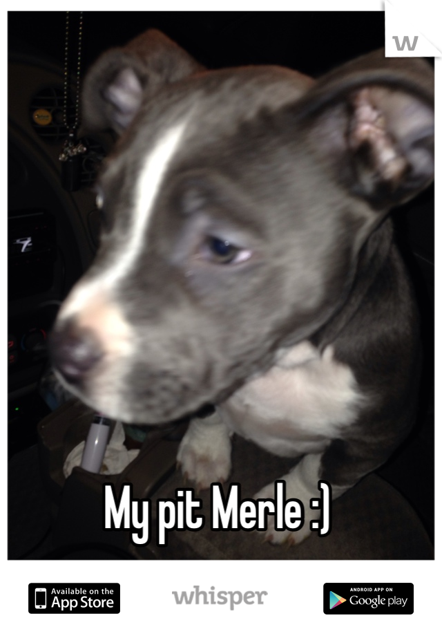My pit Merle :)