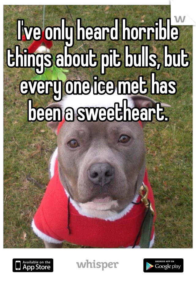 I've only heard horrible things about pit bulls, but every one ice met has been a sweetheart.
