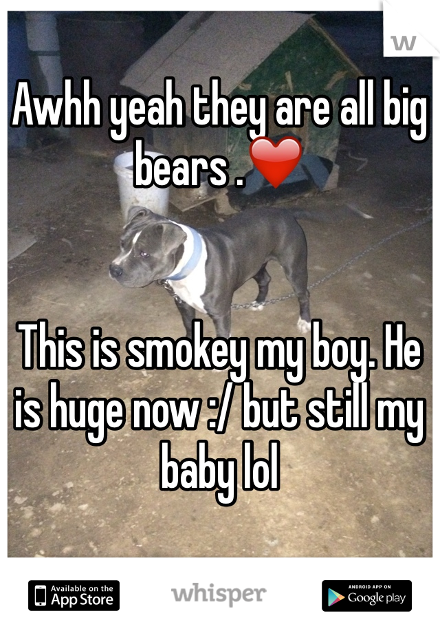 Awhh yeah they are all big bears .❤️


This is smokey my boy. He is huge now :/ but still my baby lol 