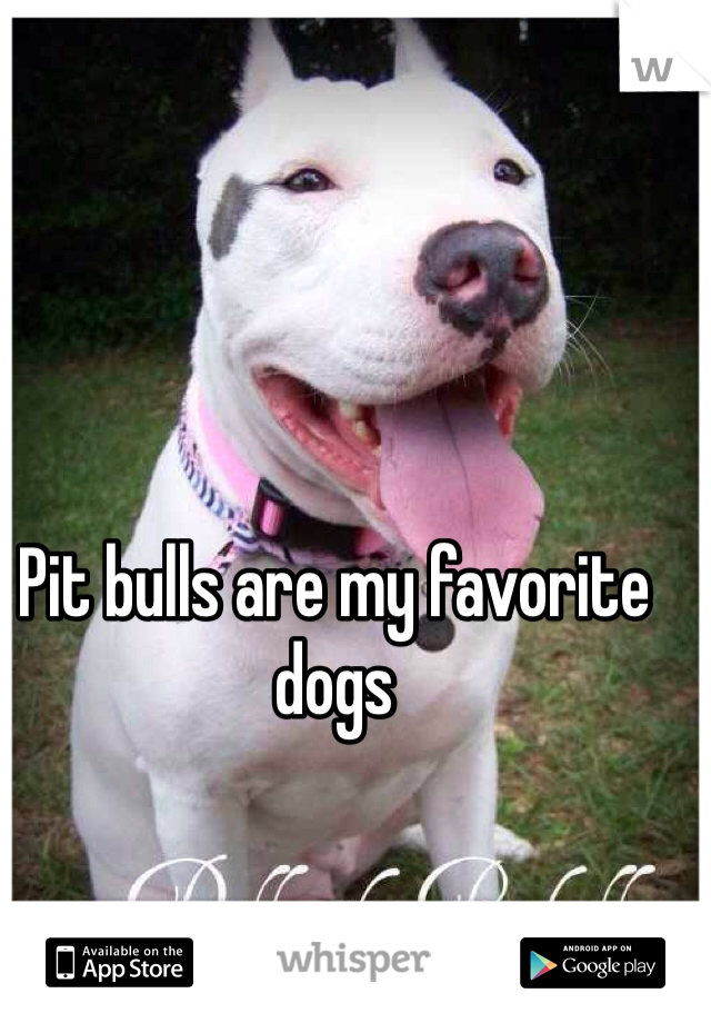 Pit bulls are my favorite dogs 