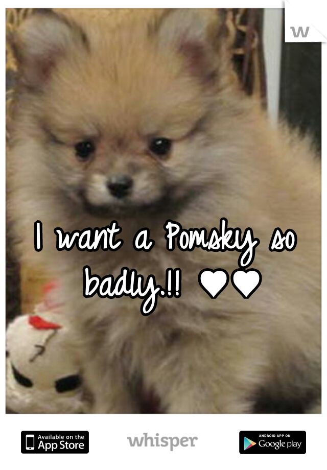 I want a Pomsky so badly.!! ♥♥