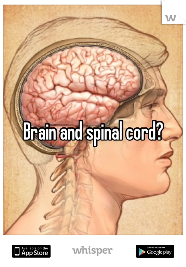 Brain and spinal cord?