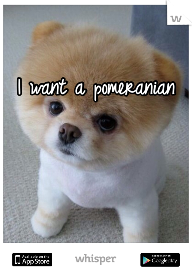 I want a pomeranian